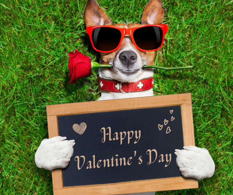 LurganLeashes's tweet photo. Happy Valentines day from Lurgan Leashes! Make sure to give your furry friends some love too! 🐶 https://t.co/2992cq1gW4