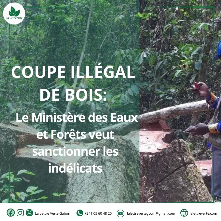 Ministre des Eaux et Forêts, le Général Maurice Ntossui Allogo veut sanctionner les exploitants et usagers qui se livrent dans la coupe illégale de bois dans les forêts gabonaises. lalettreverte.com/coupe-illegale…