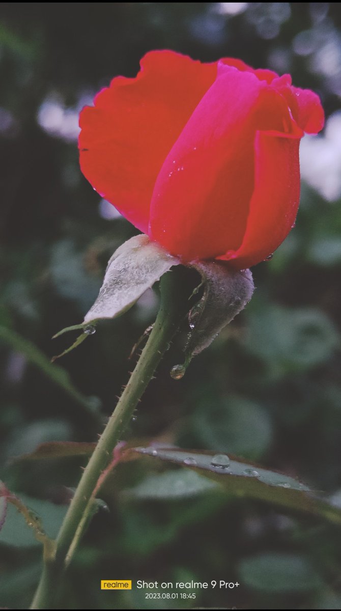 तुम्हें ये दुनिया कभी फूल तो नहीं देगी 
मिलें हैं काँटे, तो काँटों को ही गुलाब करो
#RoseDay 
#February