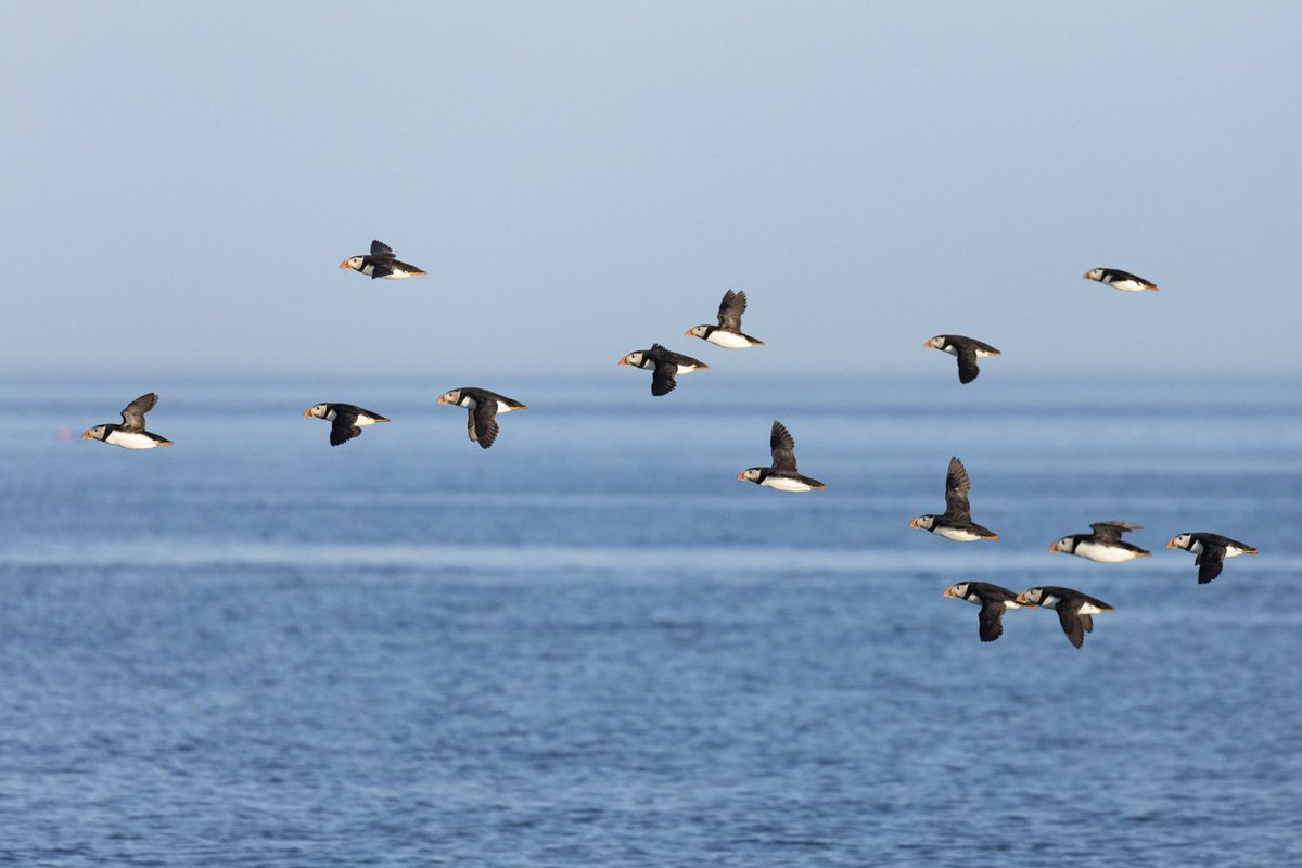 What day do you think we'll see the first puffin?! Not long now... #skomerisland #puffins #pembrokeshire