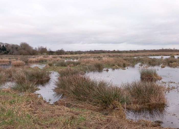 'Fascinating hydrology and geology abound at High Fen Wildland, Nattergal’s second site'. Trying to find ways to rewet the Fen edge landscape when it has a permeable substrate ... nattergal.co.uk/blog/working-w… #TheFens @FenEdgeTrail @FascinatingFens #Nattergal