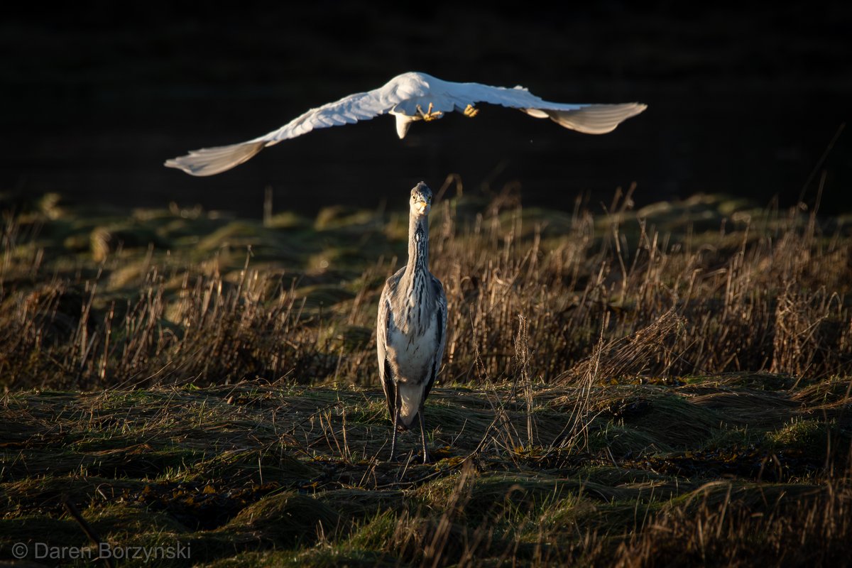 Heron surprised by a low flying Egret!

They are regulars on one of our #Dumbarton Health & Social Walk routes, this capture was the closest we seen them together.

Contact walking@wdcvs.com for more info!

#walkingwithnature #photography #wildlife #walking #westdunbartonshire