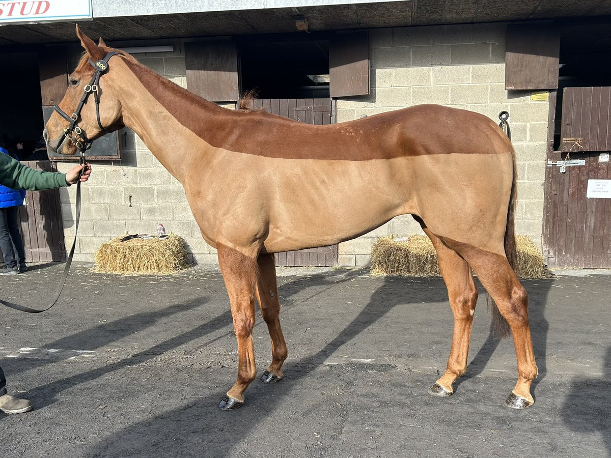 Lot 400 @Goffs1866 February is Kirikiriroa is a @coolmorestud Starspangledbanner filly ex Nonetheless a half sister to exciting @OllieSangster 2yo of last year Per Contra from the family of Limitless & Boundless