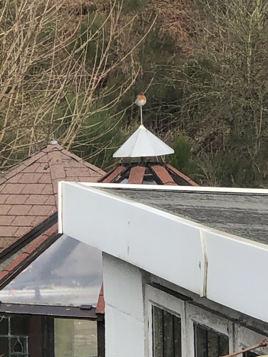 blacksmoke1033's tweet photo. I know he’s hard to see but there’s a robin sat on the greenhouse spike. Like a little cocktail sausage https://t.co/S3xrhgdHd4