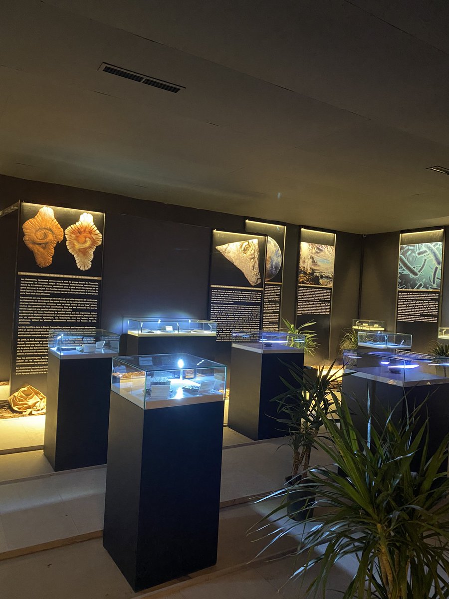Mise en lumière de l’Exposition internationale sur le patrimoine fossile africain au 🇲🇦 à Rabat. « L’Afrique berceau des origines de la vie » conçue par @A_El_Albani de l’@UnivPoitiers @IC2MP @DR08_CNRS. fr.le360.ma/culture/lafriq…