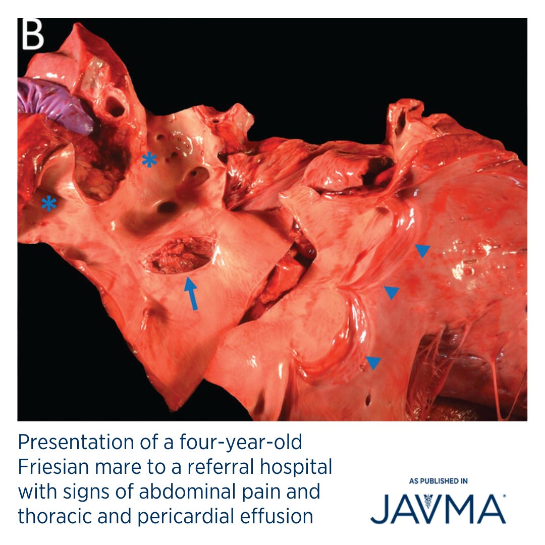 AVMAJAVMA's tweet image. #wyd What are your differential diagnoses for acute colic-like behavior in a 4-year-old #Friesian mare? Full case: jav.ma/friesian @osuvetcollege @acvim @theacvs @acvecc1 @acvp #colic