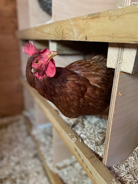 We are looking for a new Chair of Trustees, no experience necessary as training can be provided, but a passion for the farm is a must! Further details here: oxfordcityfarm.org.uk/latest-news/tr… please RT