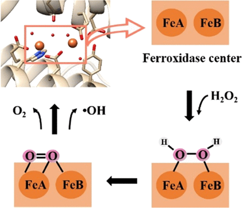 bhkenlo's tweet photo. Structural Insights into the Reaction between Hydrogen Peroxide and Di-iron Complexes at the Ferroxidase Center of Ferritin | Inorganic Chemistry https://t.co/uJ6qhs560c Zhang and co-workers @InorgChem #iron #dinuclear #H2O2 #ferroxidase #ferritin https://t.co/y0WDoPY2tm