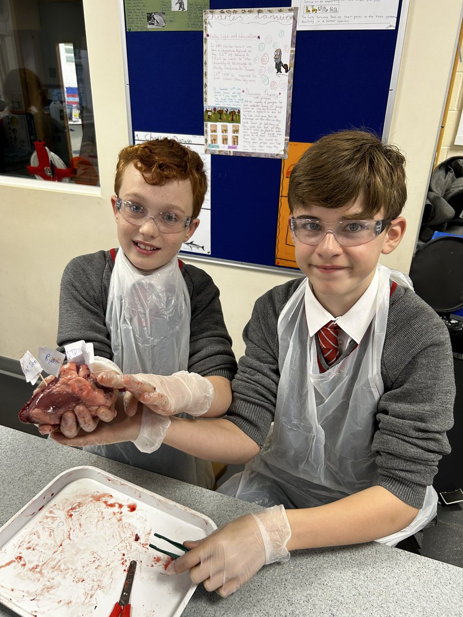 BGS_UpperSch's tweet photo. The Year 6s loved exploring the sheep’s heart and seeing all the different parts! #bgs_science #dissection https://t.co/duRbtllboL
