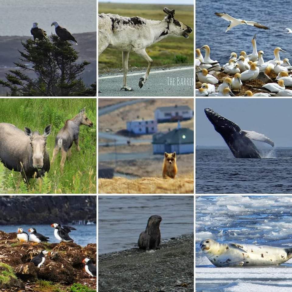 🐋 From the whales of St. Vincent's to the foxes in St. Shotts, we live where the wild things are ... I remember the excitement of every #wildlife encounter I've had since landing here. It's like living in a wild zoo. #exploreNL #IrishLoop #newfoundland #labrador