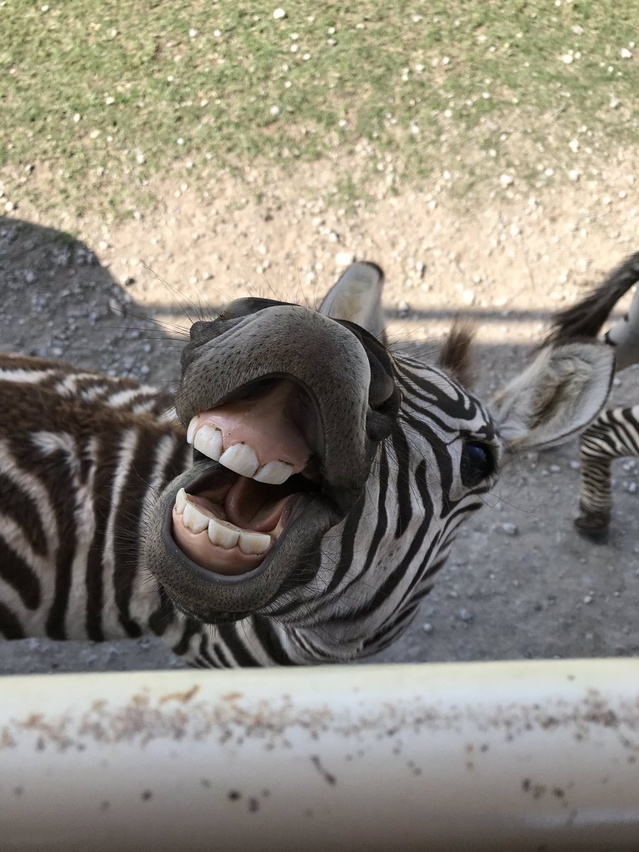 Carl's Jr. España tweet media