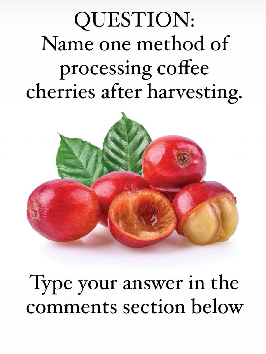 GCoastRoasters's tweet photo. Coffee fanatics, show off your knowledge in the comments.
#coffeelover #coffeeinghana #coffeegoodness #coffee #thecoffeepeople #Favoritecoffee #ghanasfinestcoffee #thebrewcrew #coffeetime #madewithlove #goldcoastroasters #coffeecommunity #coffeelifestyle #coffeedaily https://t.co/696rTQfmTR