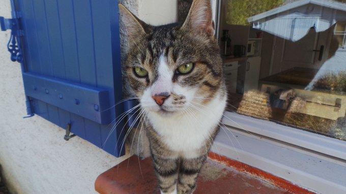 Chaussette my gorgeous green-eyed boy. #greeneyedcatclub #greeneyes #missmycat #ilovemycattoomuch #chaussettecat #chaussettethecat #beautifulcat #beauchats