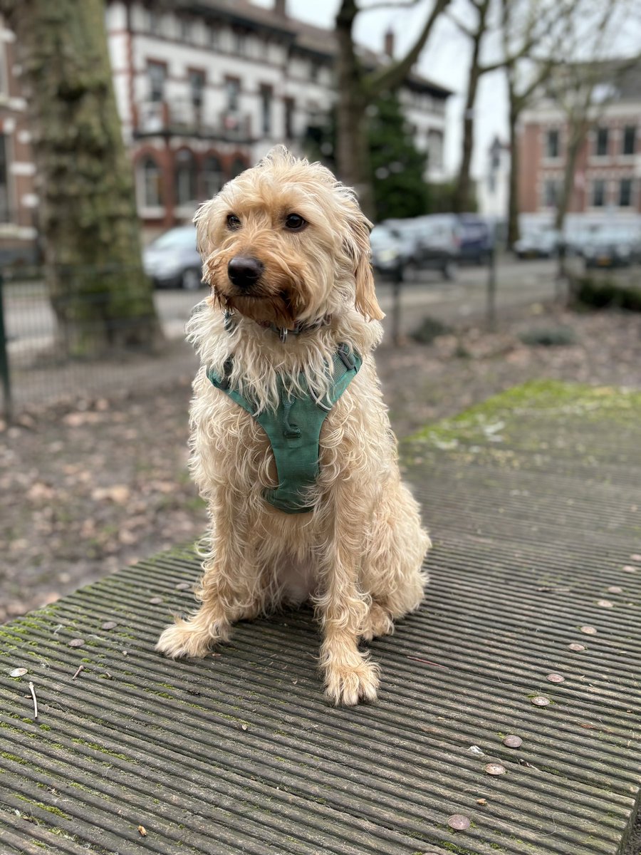 Hondje jarig! Precies 3 jaar vandaag.