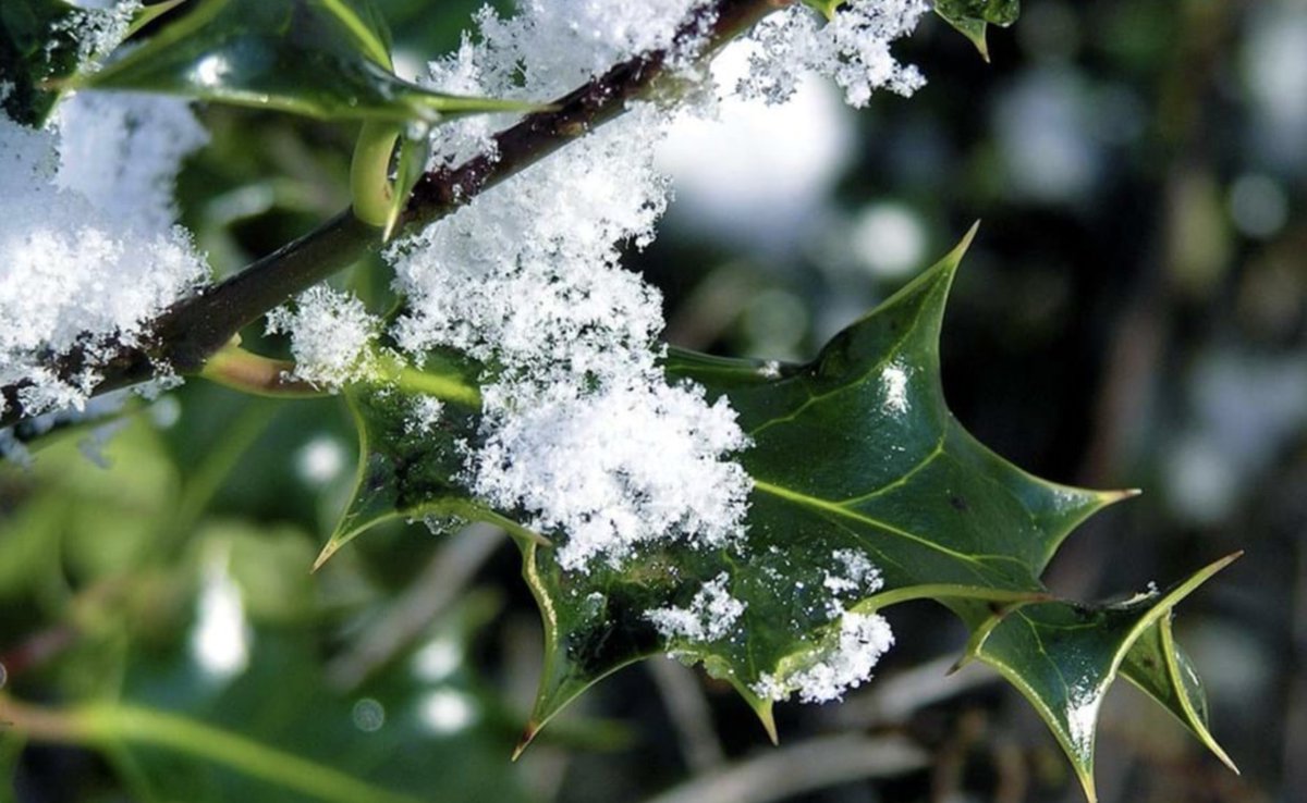Taking care of our backyards doesn't stop in the winter. Protecting our plants is just as important when the frost arrives! ❄️🪴🌲

Click the link below to see how you can be a year round #nature guardian and protect wildlife on your local patch ⬇️🌳

woodlandtrust.org.uk/blog/2020/11/h…