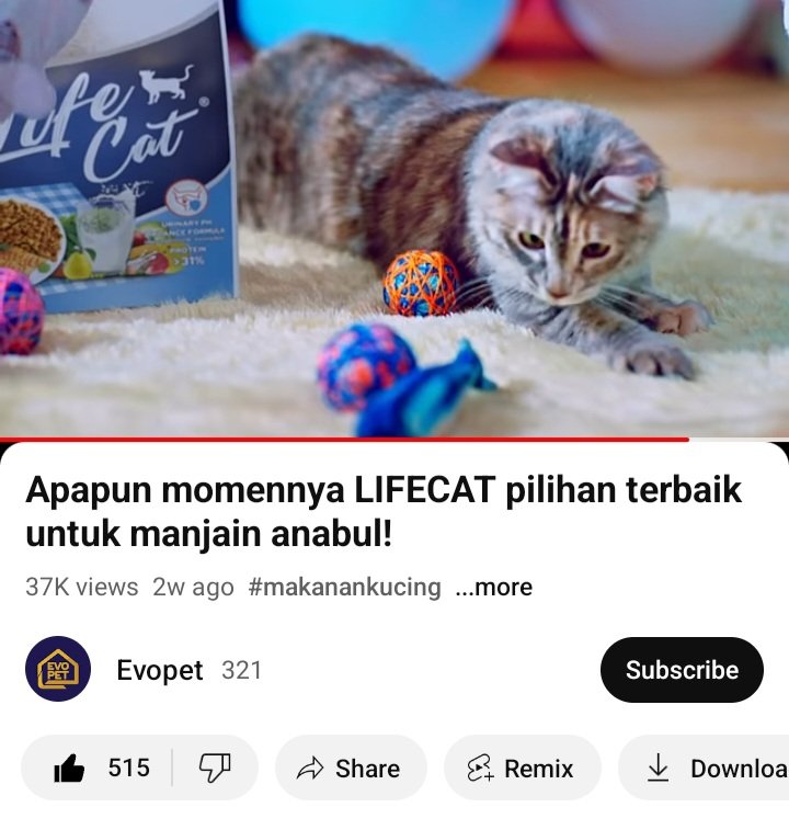 PowwyAnderson's tweet photo. @ridhoahmad88 @evopetid Uncle mungkin belum tau kalau aku bintang iklannya Lifecat:( https://t.co/T0ST0w3Pcx