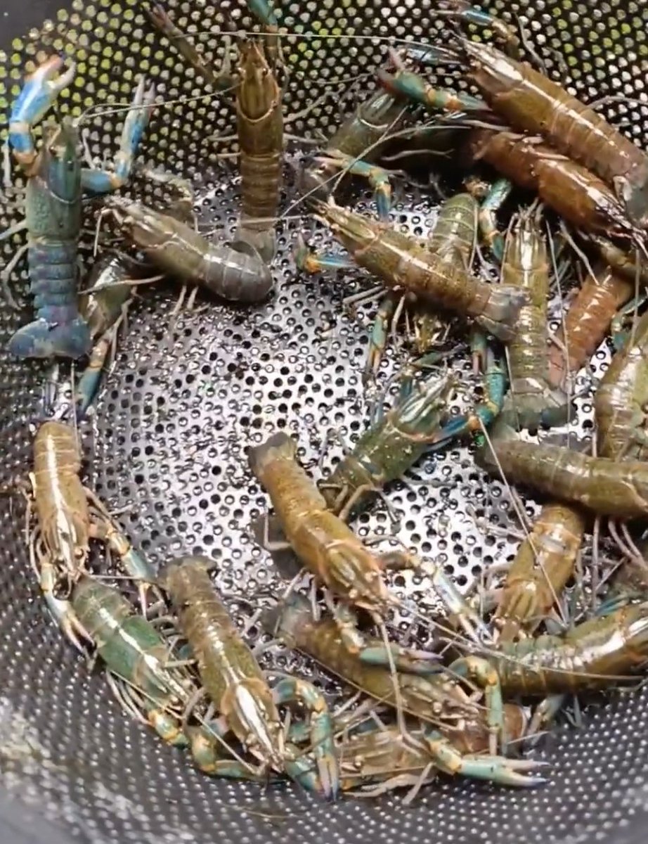 pwkcuk's tweet photo. (01.02.2024) SOLD OUT!! 2 Set indukan Lobster Air Tawar (LAT) uk. 4" milik p agung #karanggeneng #lamongan harga 250k / set
#luhlapor
#Alhamdulillah
#megilan
@puslatluhkp @bppsdm_bp3bwi @Suprapto_Kiki https://t.co/7tgIPwxmcP