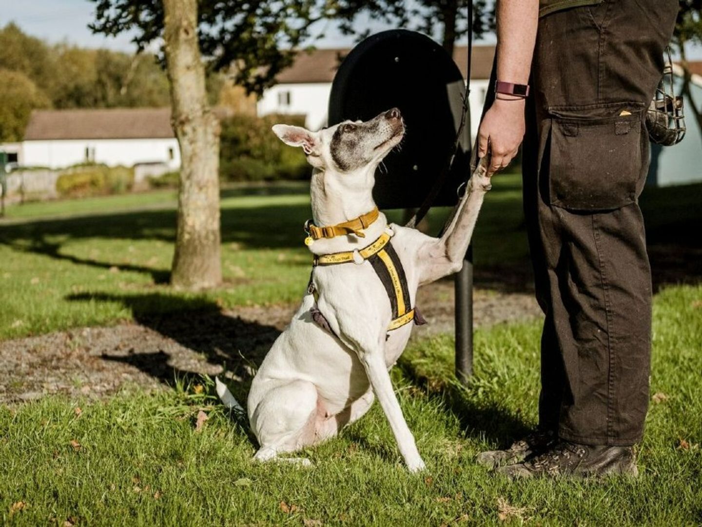 Dogs trust sale harness