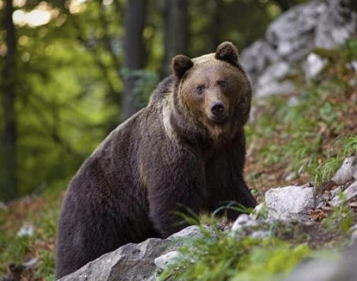 M90 era inquieto perché quest'anno faceva troppo caldo per entrare in letargo. In un mondo senza emergenza climatica non sarebbe stato in giro in questo periodo dell'anno e per prima cosa dobbiamo ricordare che il forno intorno a lui, come dire, lo abbiamo acceso noi, non lui. In