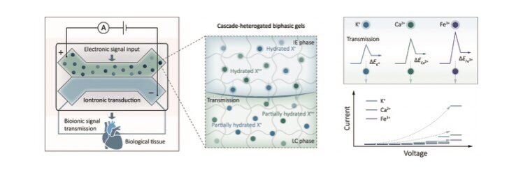 Research_Jrnl's tweet photo. Biocompatible Biphasic #Iontronics Enable Neuron-Like Ionic Signal Transmission Click the link below to read this free, open access article https://t.co/rOiJywrwxs https://t.co/EJtPEld8vY