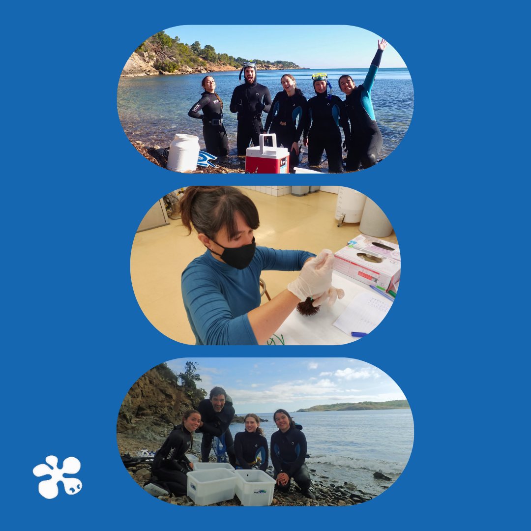 IRBioUB (@irbioub) on Twitter photo 🌍 La regió Mediterrània es podria veure greument afectada per l’augment de temperatures degut al canvi climàtic. El projecte <a href="/ThermAdaptIRBio/">ThermAdapt-IRBio</a>, liderat per <a href="/CescMurria/">Cesc Múrria</a> i <a href="/_cintapq/">Cinta Pegueroles</a> ha investigat l'adaptació tèrmica del Patge de copa i la Garota de roca. 👇🏼
ub.edu/irbio/la-capac… 🌍 La regió Mediterrània es podria veure greument afectada per l’augment de temperatures degut al canvi climàtic. El projecte <a href="/ThermAdaptIRBio/">ThermAdapt-IRBio</a>, liderat per <a href="/CescMurria/">Cesc Múrria</a> i <a href="/_cintapq/">Cinta Pegueroles</a> ha investigat l'adaptació tèrmica del Patge de copa i la Garota de roca. 👇🏼
ub.edu/irbio/la-capac…