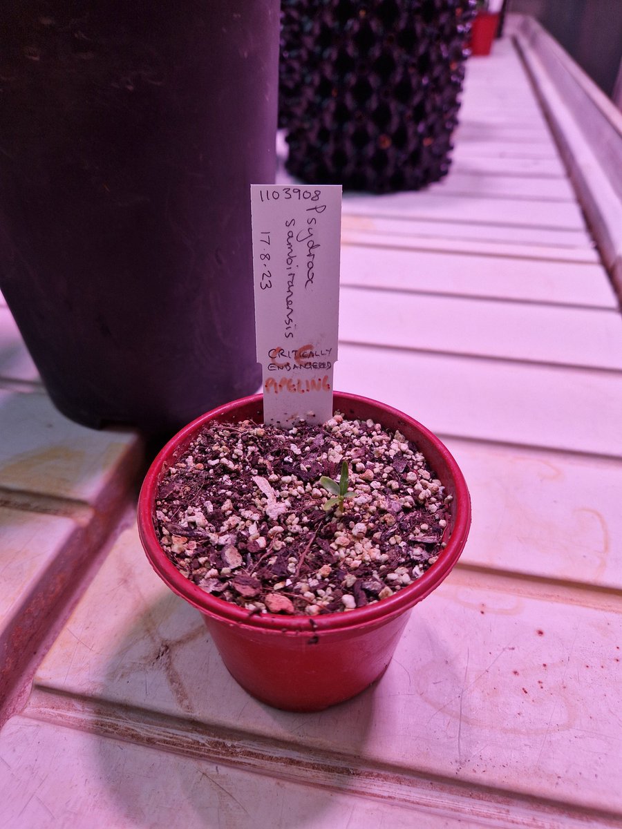 Enjoying spending time with @TeamKMCC colleagues here in the UK for the orchid festival at Kew, on Monday we welcomed the group to the MSB and went to see the CR Psydrax sambiranensis baby!