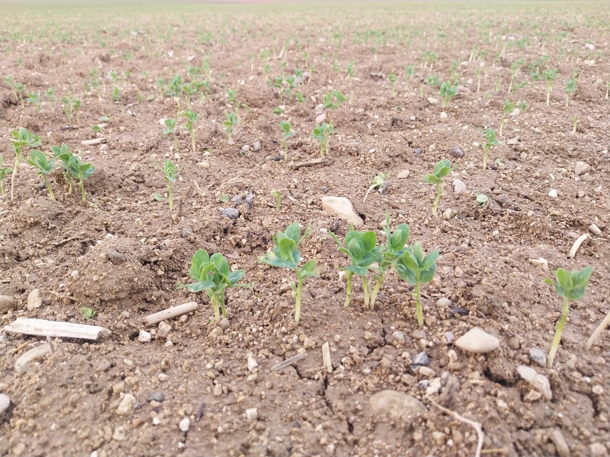Clarisse_TI_NE's tweet image. Bastien #terresinovia constate que les #pois d'hiver semés début décembre sont à 2 feuilles. Pas de gel ni de maladie pour le moment. Bastien indique que le semis ne se sont pas fait dans les bonnes conditions. Les graminées pointent déjà en l'absence de kerb flo et de prélevée.