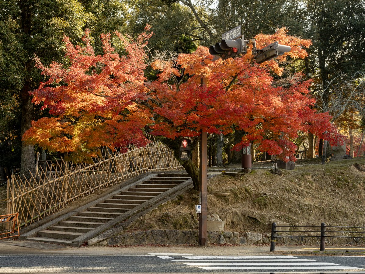 Stop on Red

#narapark #kasugataisha #japanesemaple #autumnmaple #japanautumn #fallcolors #autumncolors  

#takenwithlumix #lumixg9proii  #lumixjapan #panasoniclumix #wherelumixgoes  #lumix #microfournerds 

#lumixg9ii + Leica DG Vario-Elmarit 12-60mm f2.8-4.0 @ f/8 1/160' iso160