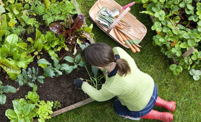 JOIN OUR WOMEN'S INTRODUCTION TO ALLOTMENTS & FOOD GROWING COURSE with @B4Biodiversity - MONDAY 26 FEB (11:00 - 2:00) FOR 6 WEEKS MORE DETAILS HERE: eventbrite.com/e/womens-intro…