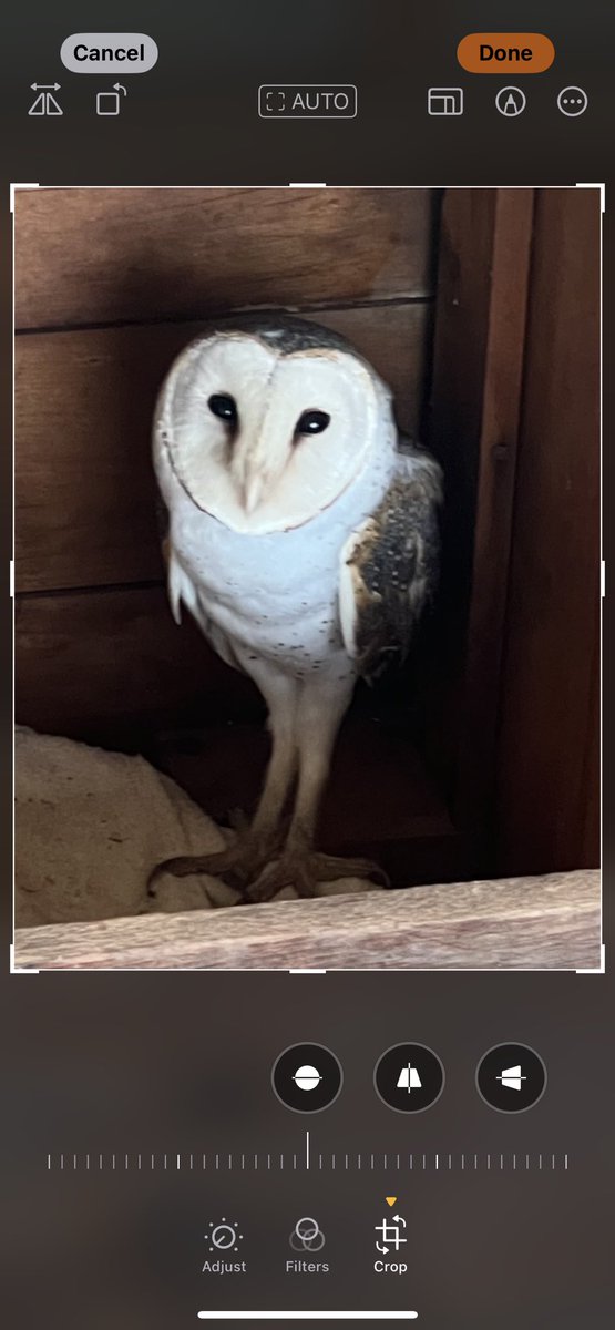dklracing's tweet photo. When you feel someone is watching you 😂 an owl
In the bbq box on verandah. #coolspot #totalsurprise https://t.co/KpYV0VJxNS
