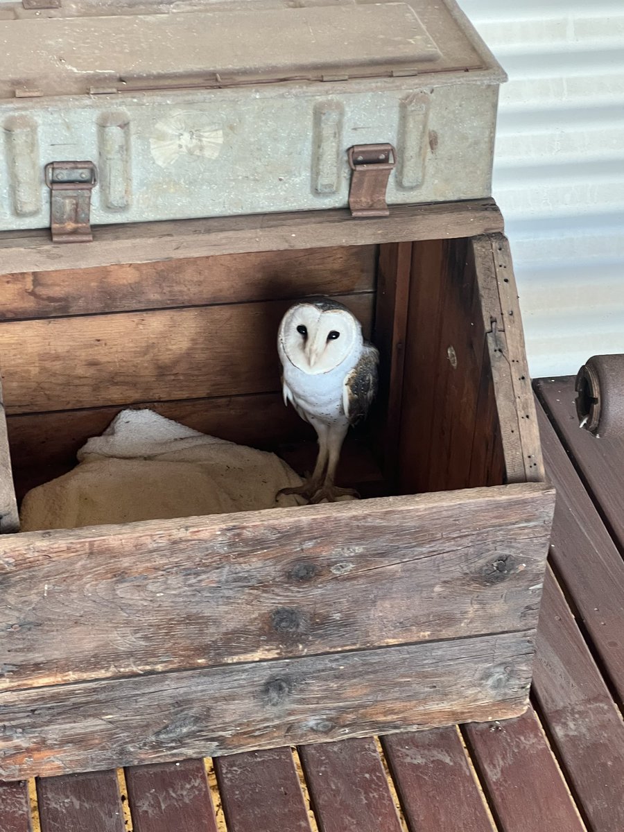 dklracing's tweet photo. When you feel someone is watching you 😂 an owl
In the bbq box on verandah. #coolspot #totalsurprise https://t.co/KpYV0VJxNS