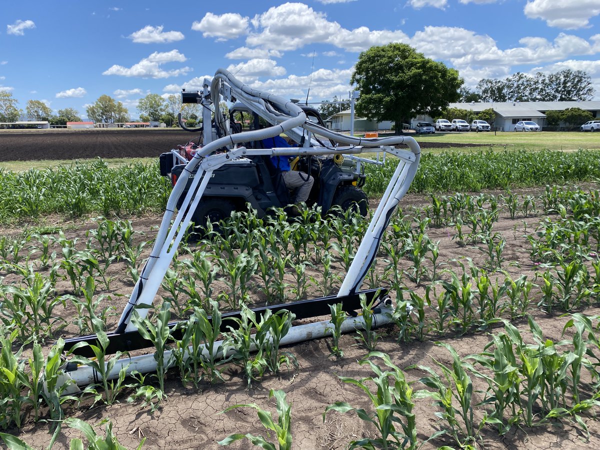Great opportunity to join <a href="/QAAFI/">QLD Alliance for Agriculture & Food Innovation</a> Center for Crop Sciences as a Post Doctoral Research Fellow.
seek.com.au/job/73594673
The project aims to overcome the field phenotyping bottleneck for root traits that limits  breeding and agronomy achieve step gains in crop productivity.