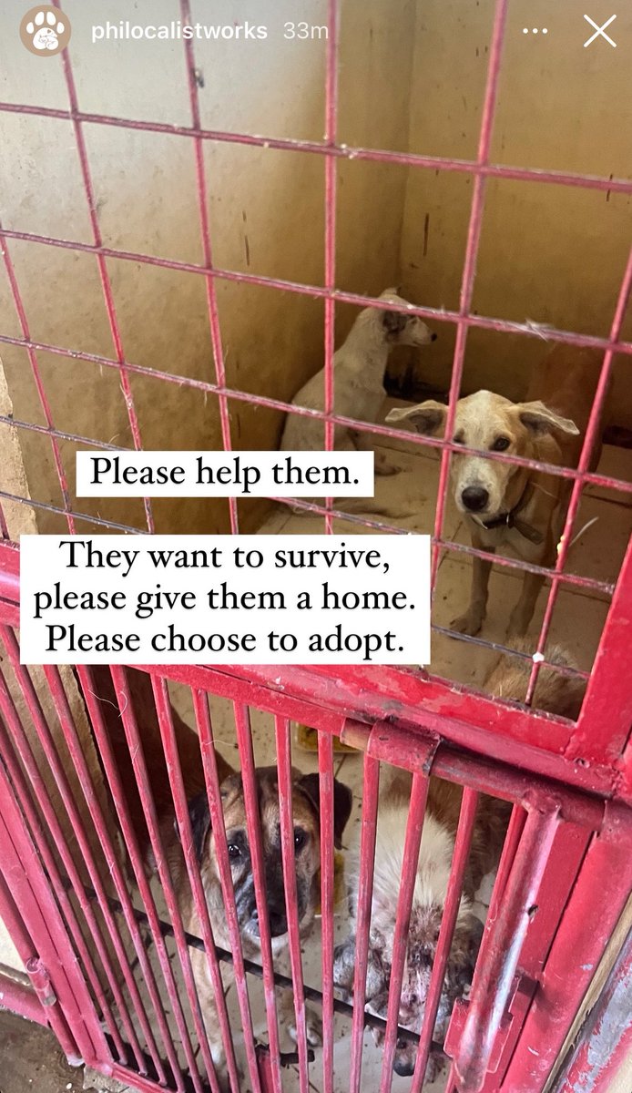 jwonhui's tweet photo. PLS HELP RT

about 50 dogs in Laguna pound will get euthanized by February 10, 2024 (This Saturday) if no one adopts them. 

Please reach out if you’d want to adopt or reach out to Philocalist Works 🙏🏻 https://t.co/S5KKuryn0P