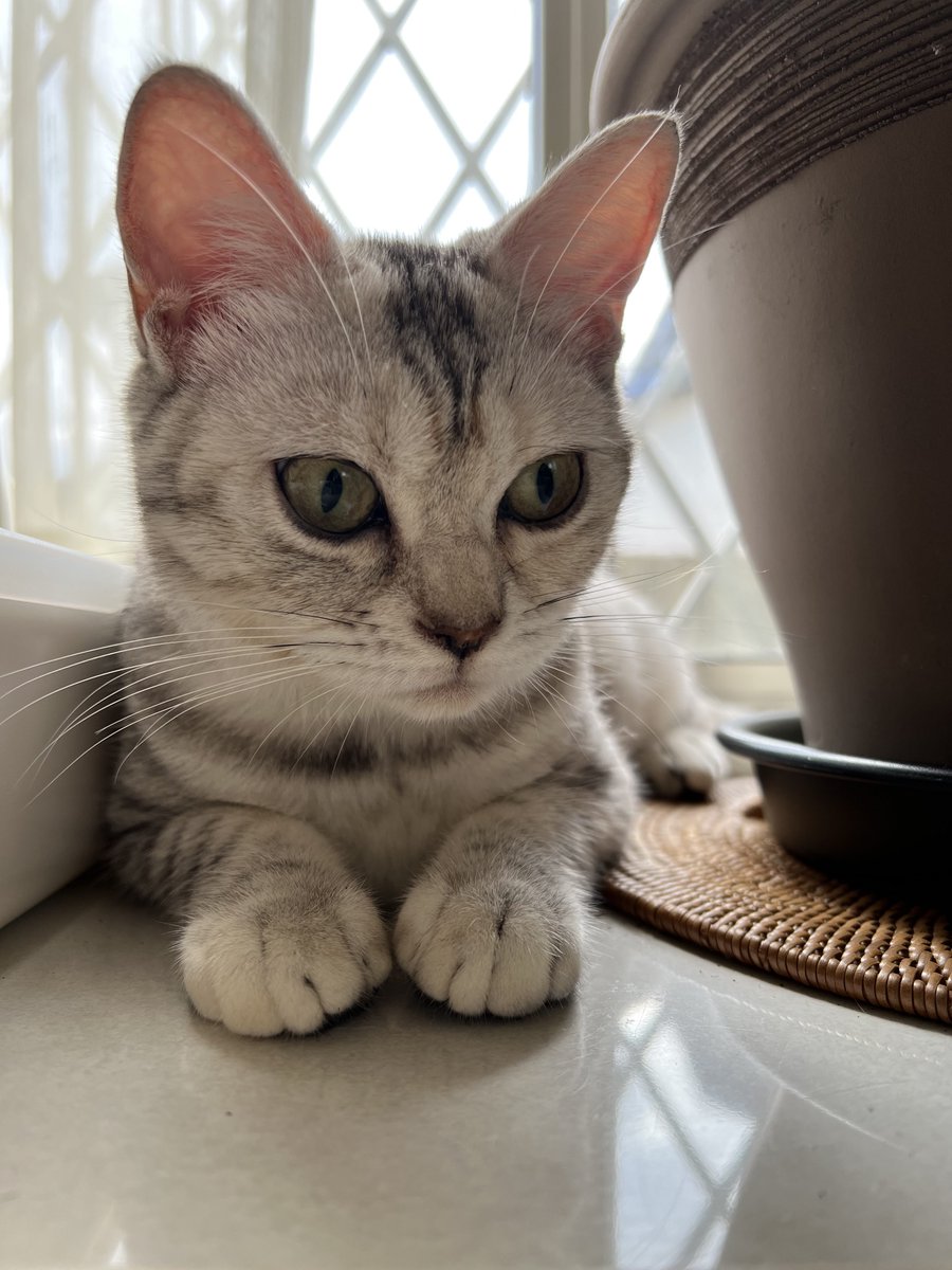 kau_yours's tweet photo. #猫好き の皆さま

中の人の家にも🐈‍⬛います
モモ
と言います

わが家に来て2年以上
でもリビングの窓側、カーペットの決まった場所に
よくお粗相⛲️します

そのときは
#カーウ #ファブキューム
でササッと洗浄

毎度活躍してくれます👌

ありがとう👋

#リンサークリーナー

https://t.co/cGXWN6B8B8 https://t.co/1WIqul9vWj