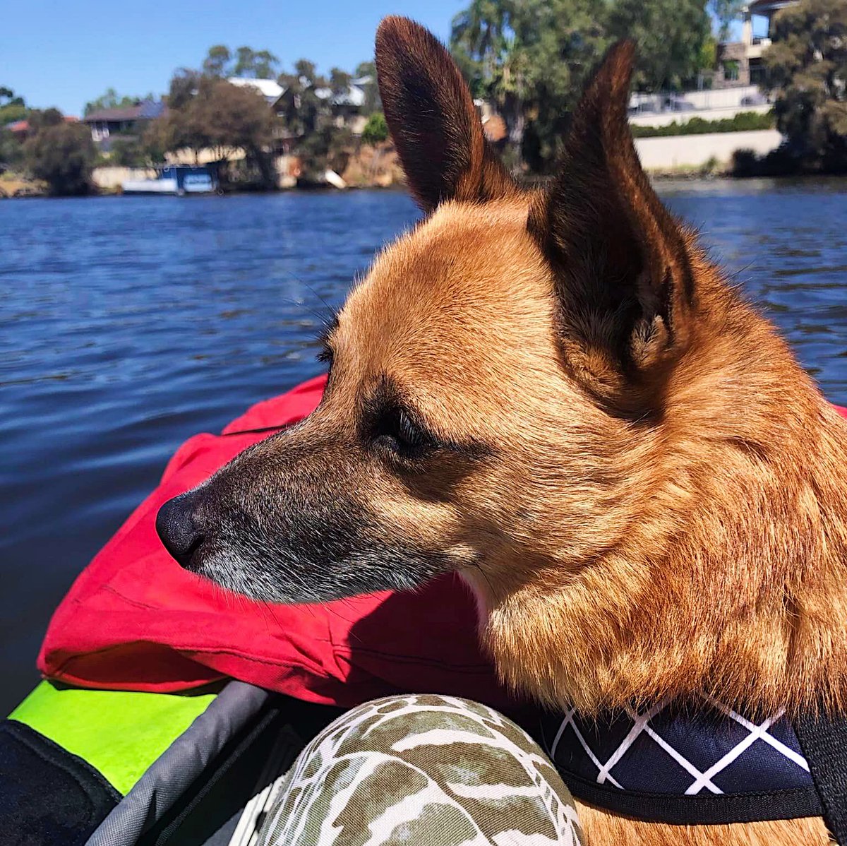 OzInflatabKayak's tweet photo. Paws and paddles: the perfect combo for adventure!
📸 Sharon
📍#SwanRiver
🚣🏻 #AdvancedFrameKayak
.
.
.
#AdvancedElements #OzInflatableKayaks #Kayak #Kayaking #Cycling #Travel #Camping #KayakingAustralia #CyclingAustralia #CampingAustralia #Australia #Kayaker #exploremore https://t.co/R7NjszjLuE