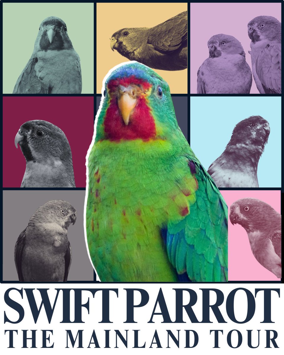 Australia is in its Swiftie Era – with one swiftie set to start her tour here very soon, our very own swiftie, the Swift Parrot, is beginning its annual migration to the mainland! 📸Swift Parrots by Bianca Vilculescu, Ken Griffiths, Ozflash, RixiPix & DrFerry