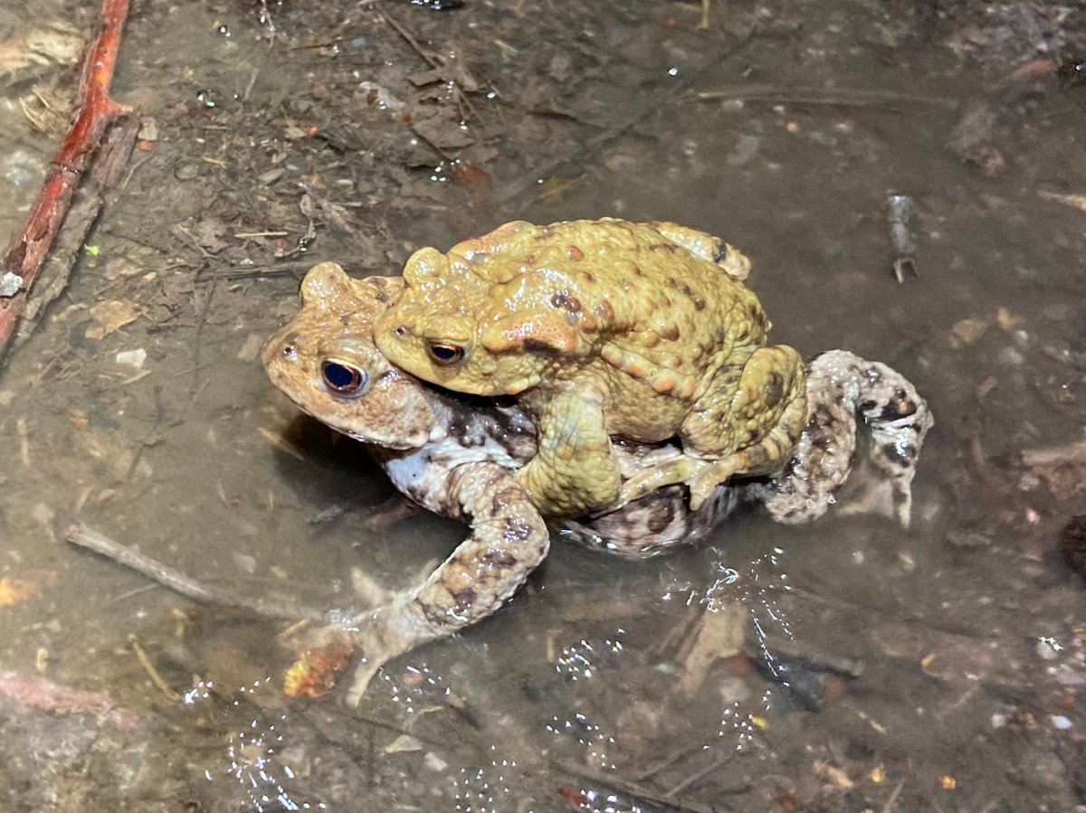 It's that time of year when our Tuesday evening club runs get interrupted by toads on the trails 😀