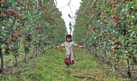 DarKoshal's tweet photo. In a major boost to the startup ecosystem in #Kashmir, local horticulture startup #Qul Fruitwall (Qul) has become the first private enterprise in the valley to receive global institutional investment.
#JammuAndKashmir
@ADevotedYogi @trollove1 @I_am_the_Story @bdun53 @ROUBLENAGI https://t.co/iB3rvRXwnH