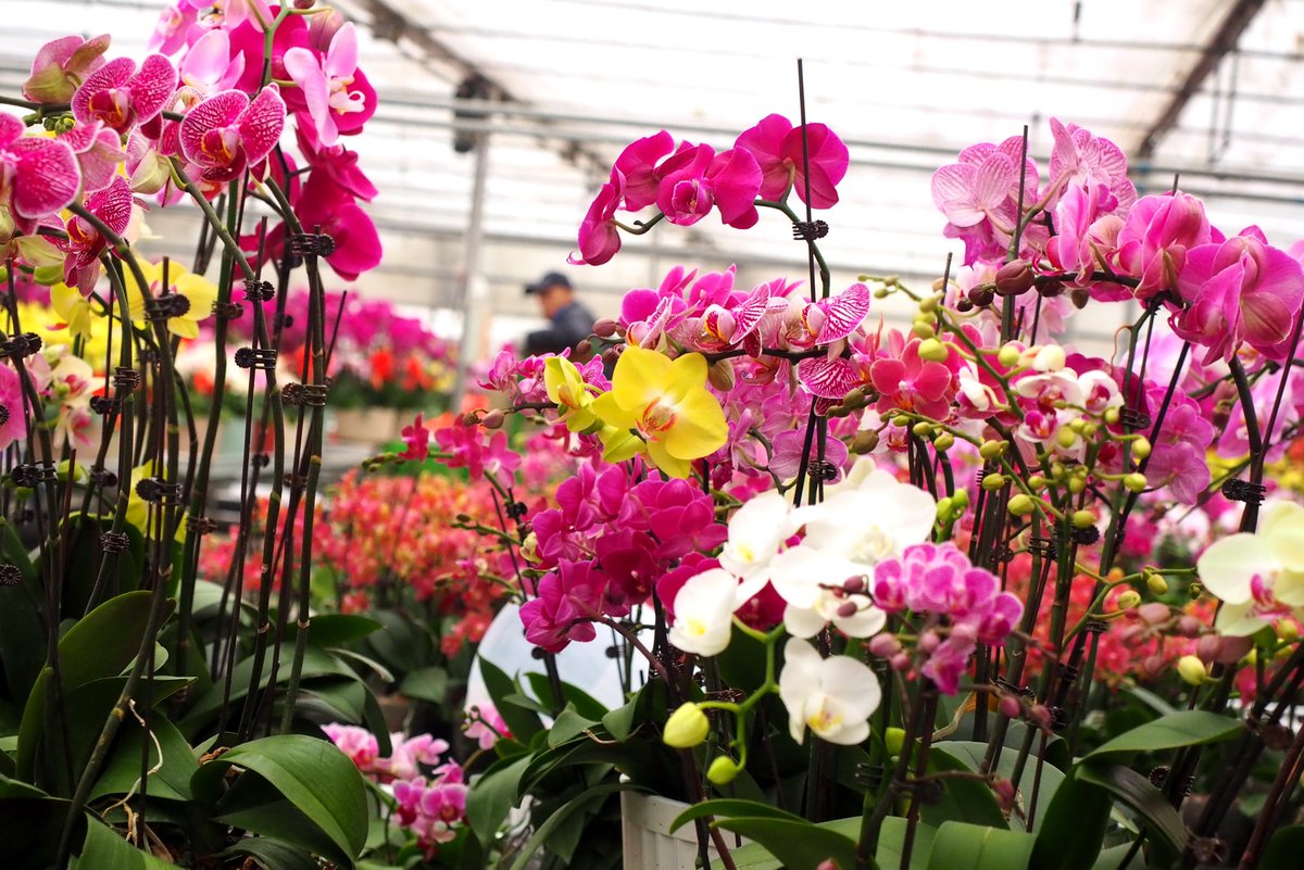 JinanofChina's tweet photo. 🌻🌸#ChineseNewYear is just around the corner! 💐#Jinan residents are flocking to flower markets, eager to purchase the freshest blooms to adorn their homes with vibrant colors. #CNYDecorations #DynamicJinan https://t.co/bHVUlcLS9y