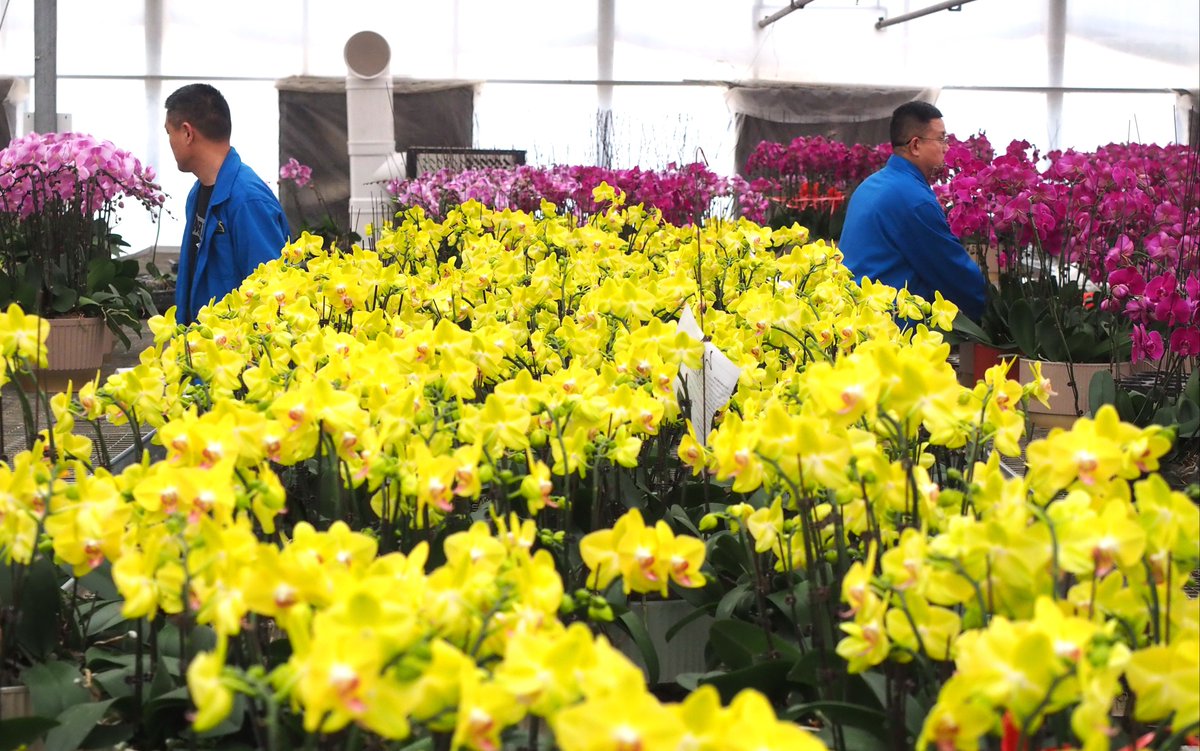 JinanofChina's tweet photo. 🌻🌸#ChineseNewYear is just around the corner! 💐#Jinan residents are flocking to flower markets, eager to purchase the freshest blooms to adorn their homes with vibrant colors. #CNYDecorations #DynamicJinan https://t.co/bHVUlcLS9y