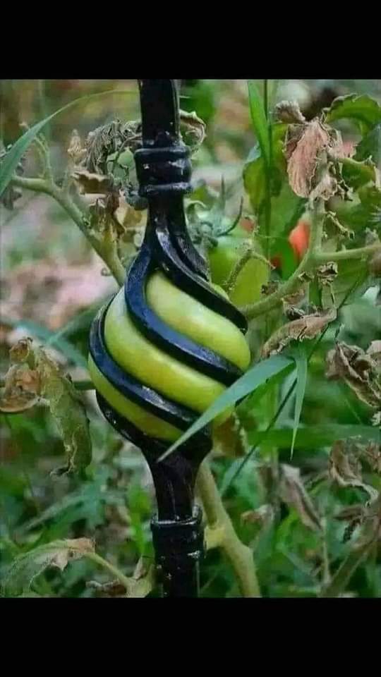 أغراها جمال الشکل
دخلت قبل أن تنضُج
وحین نضجت
سُجنت ؟
وکلما زاد نضجها إشتد الضیق وتألمت
وأصبح من المستحیل إخراجها
الإ إذا ذبلت وصغر حجمها أو قطعت ..
لا تُقحم نفسك في أماكن قد يقتلك جمالها
(علاقات) (أهداف) (حوارات)
لن تخرج منها الإ وأنت ذابل الشكل ممزق_ فأحذر أن يغرك جمال المظهر