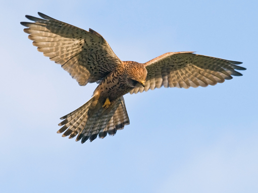 "nature everywhere is objectively non-straight and non-binary.... By opening our minds to the differences of life, we enjoy a much broader, richer view of the things we cherish" 

Thank you <a href="/SurreyWT/">Surrey Wildlife Trust</a> for fantastic contributions to #LGBTQ+HistoryMonth

surreywildlifetrust.org/blog/guest-blo…