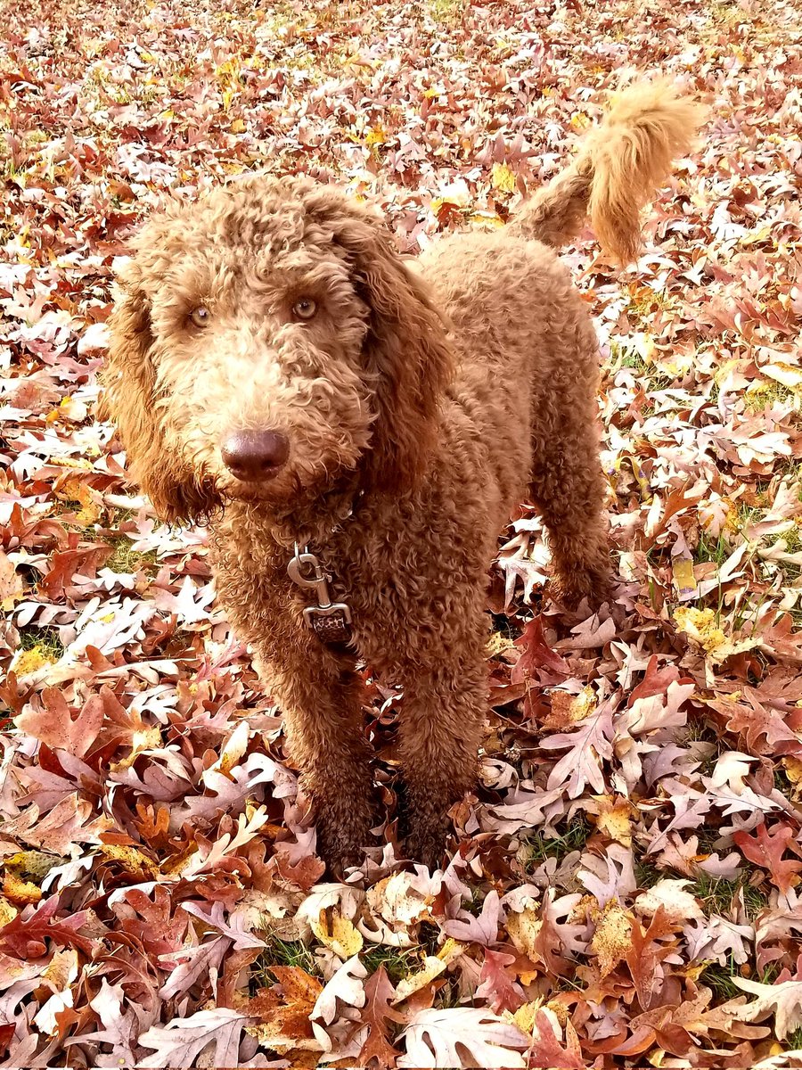 Domestically Challenged tweet media