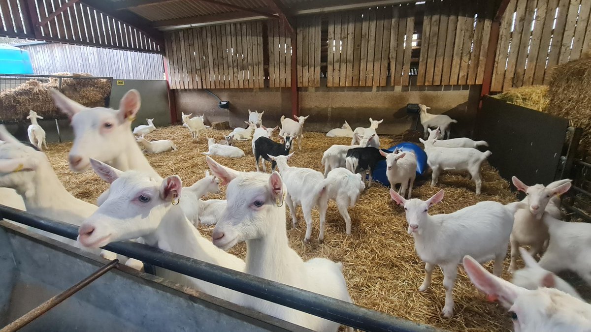 Catherine Fookes MP tweet media