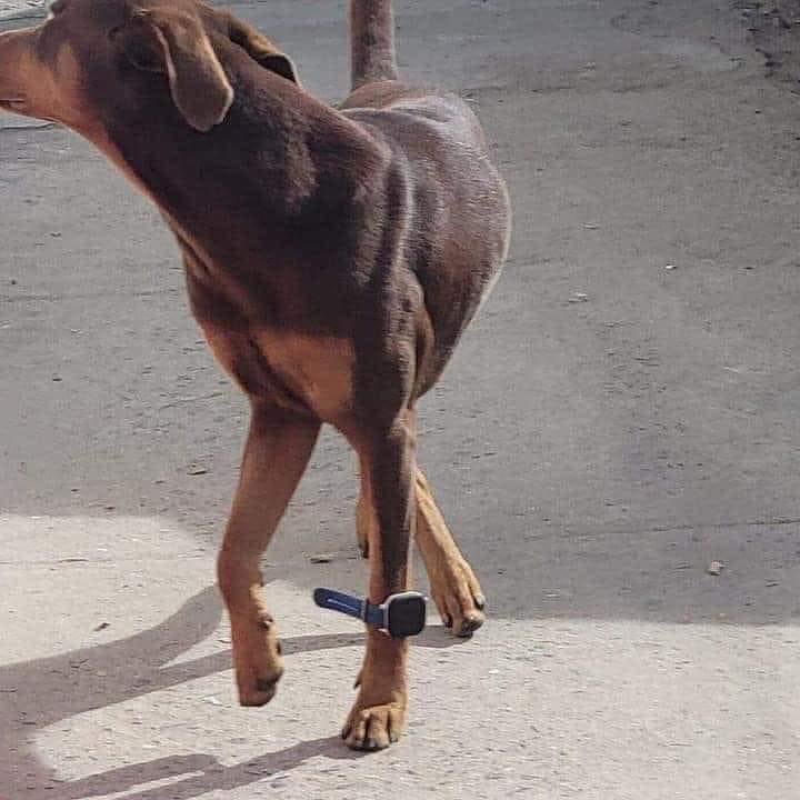 อวดหรู ❌  กำไลEM ✅