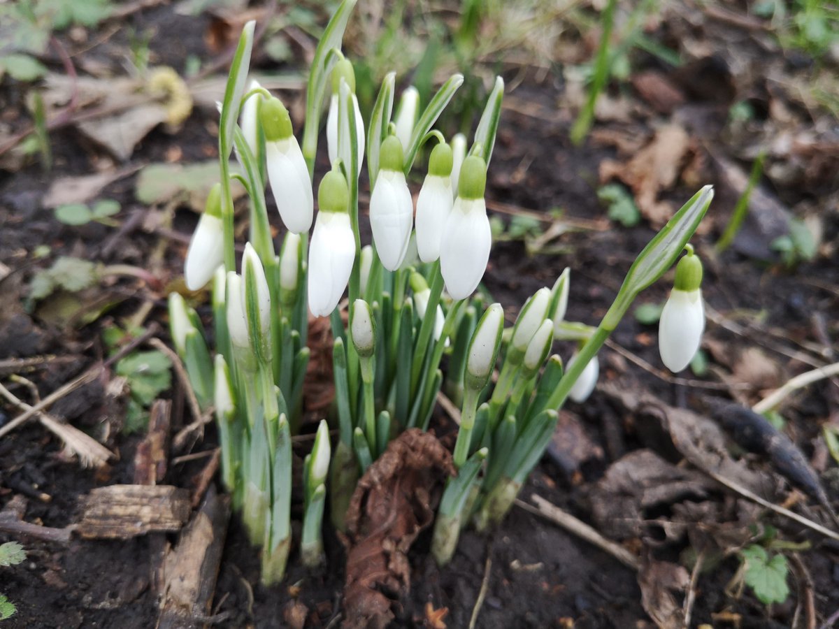 For #RESP #ThrowbackThursday, we’ve chosen this interview with May Sisi, who shares her memories of her wartime job booking trains; recalling the delivery of snowdrops to London markets during the season! edin.ac/3SRrmu1