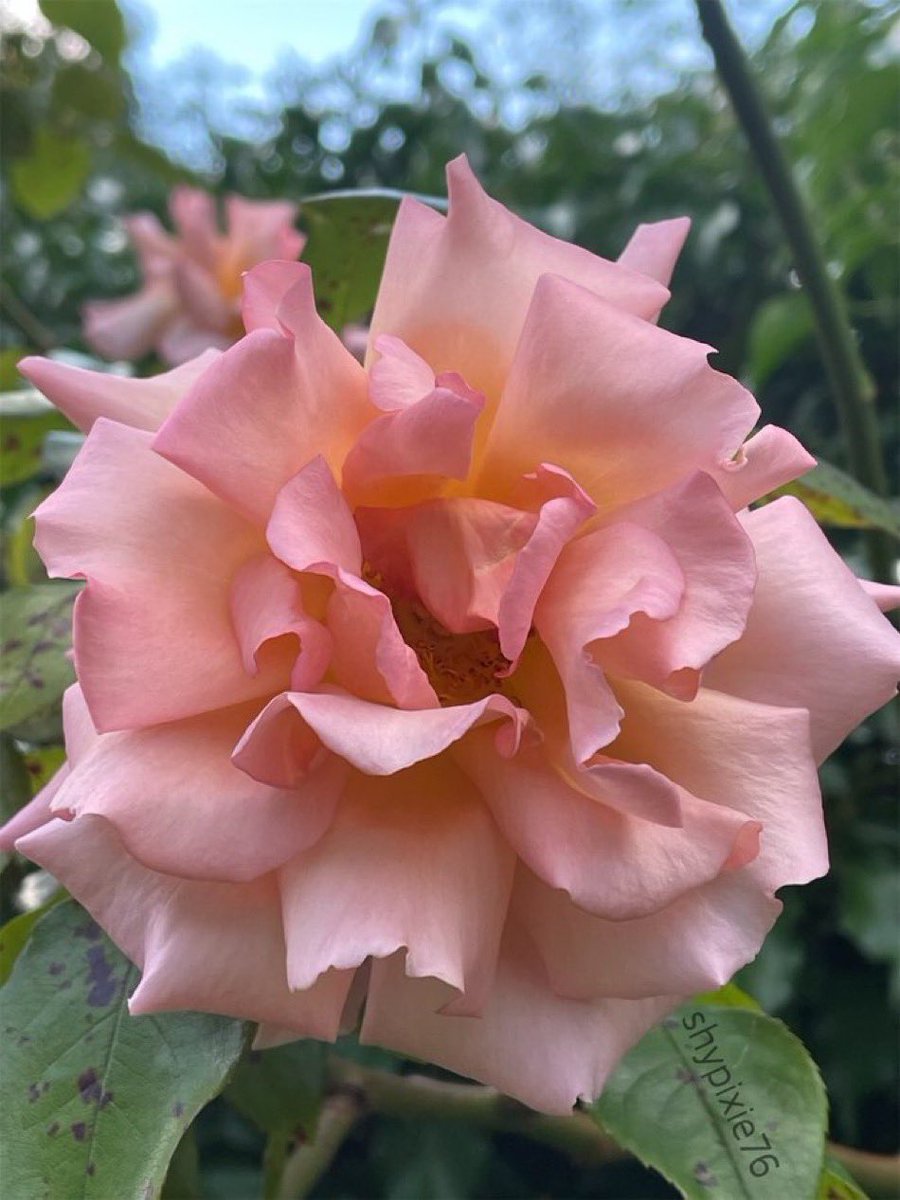 Good morning ☕️ 
A beautiful rose from my summer garden 
#RoseWednesday #Rose 🌹 
#GardenFlowers #Gardening  
#ThePhotoHour #FlowerPhotography