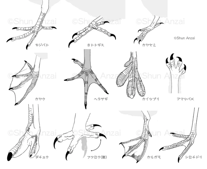 2018年〜2020年 野鳥誌(公財)日本野鳥の会 小宮輝之さんの連載の挿絵に描いた左脚いろいろ