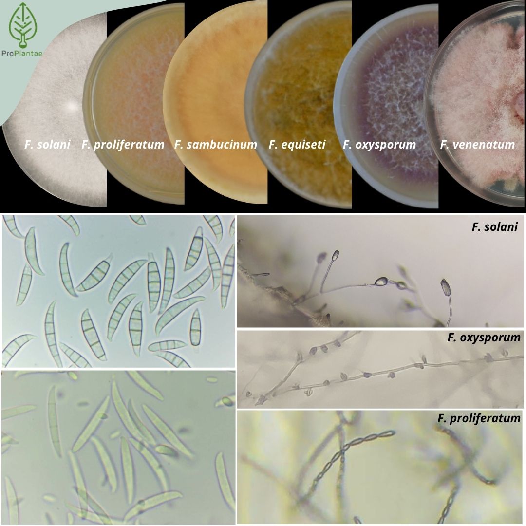 👩‍🔬More than 300 species of the fungal genus Fusarium, known as an  important vascular pathogen fand to produce dangerous mycotoxins for humans  and animals as fumonisins. But b, there is an edible