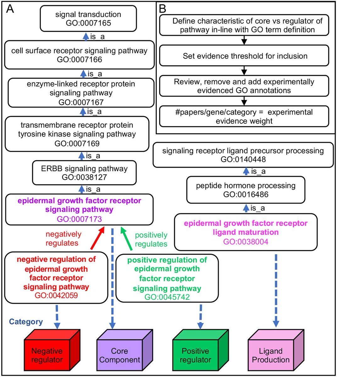 Dev_journal's tweet image. A new experimental evidence-weighted signaling pathway resource in FlyBase

Read this Techniques and Resources Article by Helen Attrill, Giulia Antonazzo, Joshua Goodman, Jim Thurmond, Victor Strelets, Nicholas Brown and the @FlyBaseDotOrg Consortium:

journals.biologists.com/dev/article/15…